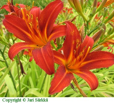 Hemerocallis Hybrida-Ryhmä 'Sammy Russel' FinE